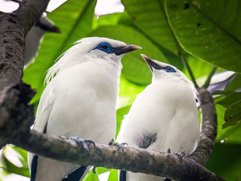 Native Habitat of the Bali Myna​