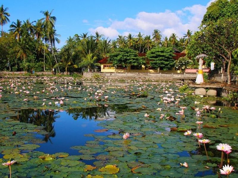 Vibrant Blooming Lotus Display